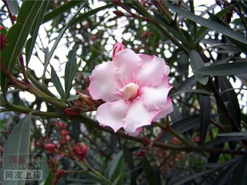 80种常见园林植物 · 景观设计师必知