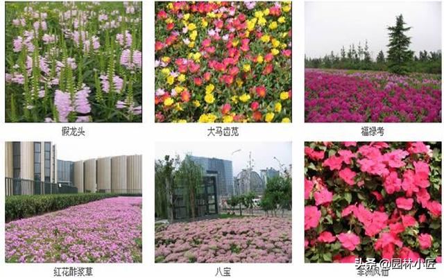 常见的花卉品种，你都认识吗？