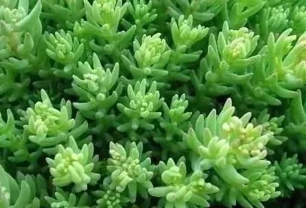 花境设计不用愁，国内60种热门花境植物汇总