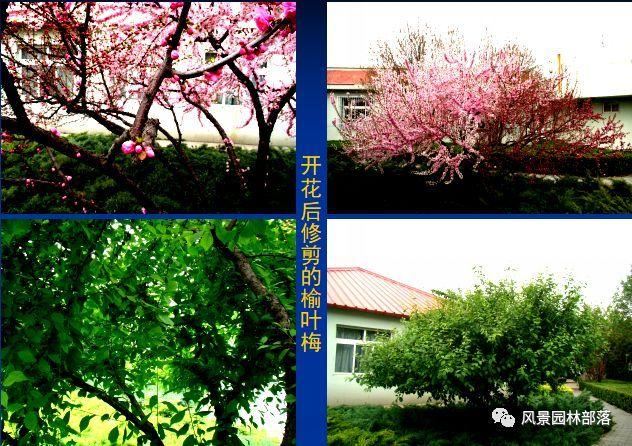 在这个看脸的时代，园林植物也需要"整形"！一起聊聊园林植物修剪