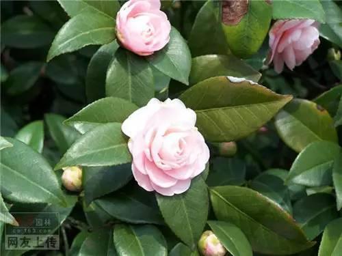 80种常见园林植物 · 景观设计师必知