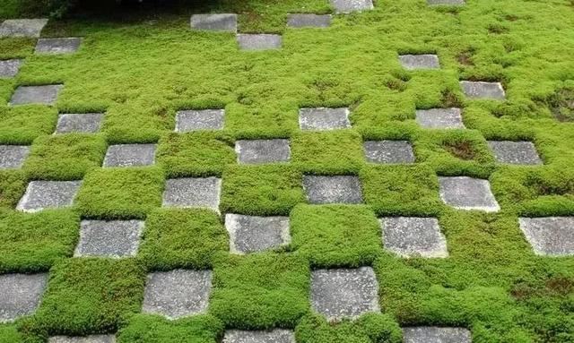 地被植物，给院子铺层地毯