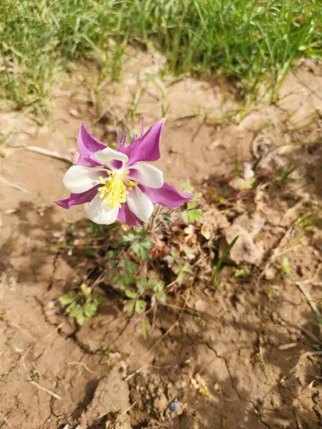 适合养石板路旁边的6种低矮植物，耐旱又耐寒