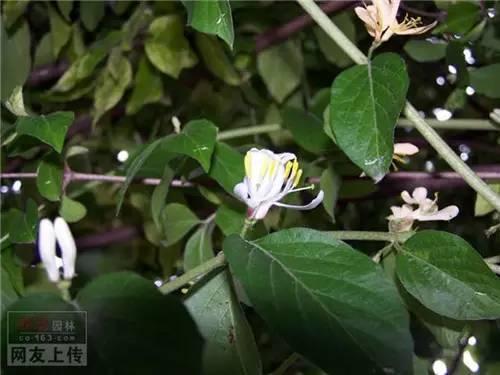 80种常见园林植物 · 景观设计师必知