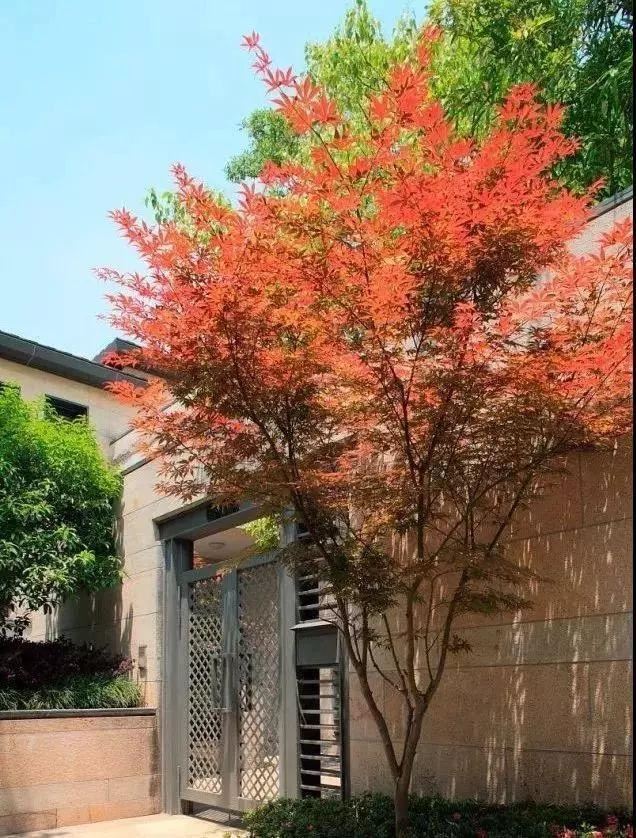 庭院的“主心骨”该怎么选择？
