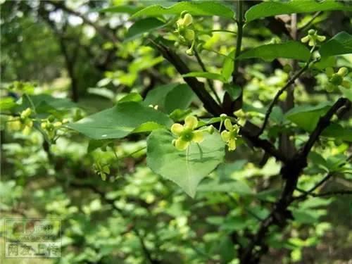 80种常见园林植物 · 景观设计师必知