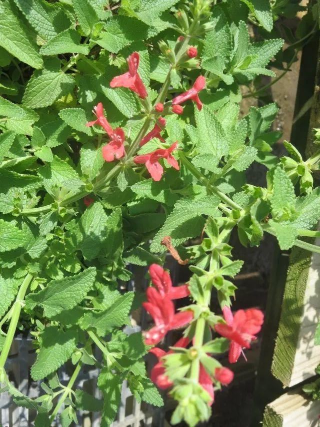 混合花境设计与种植建议！-园林景观干货