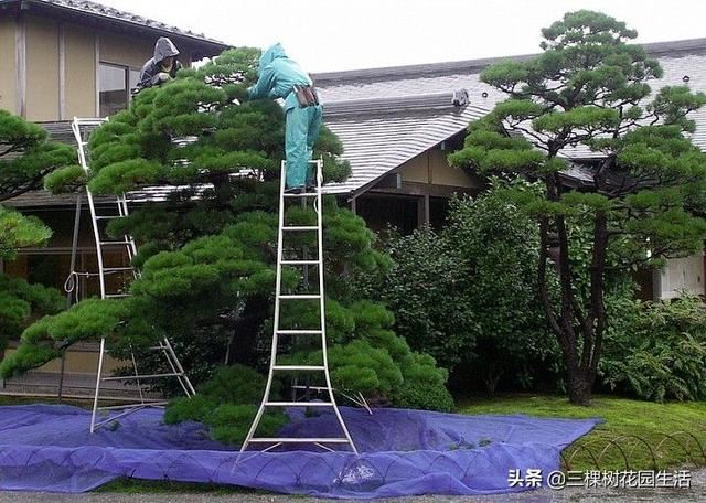 你看到美好的花园植物都要靠园艺师日常不断修正