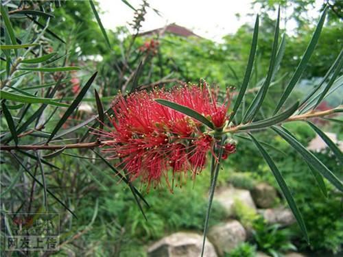 80种常见园林植物 · 景观设计师必知