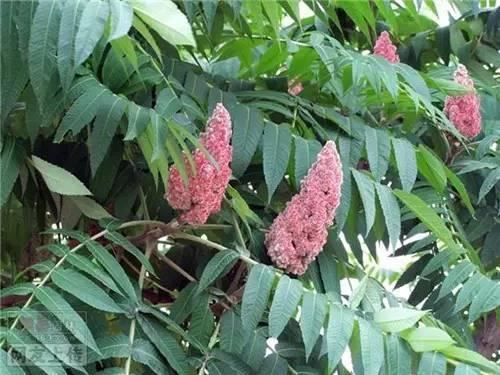 80种常见园林植物 · 景观设计师必知