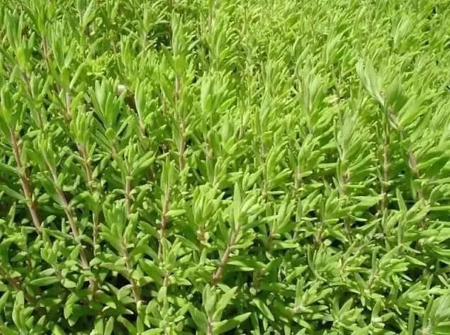 花境设计不用愁，国内60种热门花境植物汇总