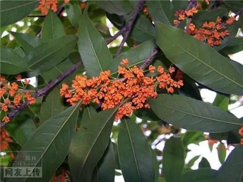 80种常见园林植物 · 景观设计师必知