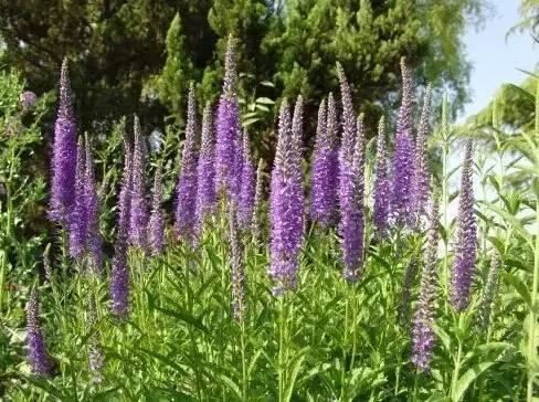 花境设计不用愁，国内60种热门花境植物汇总