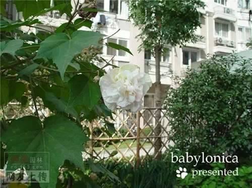 80种常见园林植物 · 景观设计师必知
