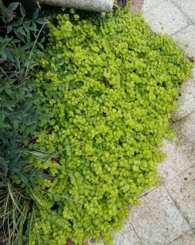 地被植物，给院子铺层地毯