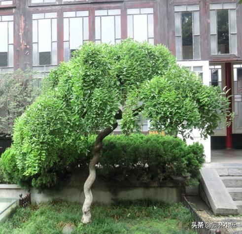 园林植物观赏特性 | 重点树木的心理效应（干货）