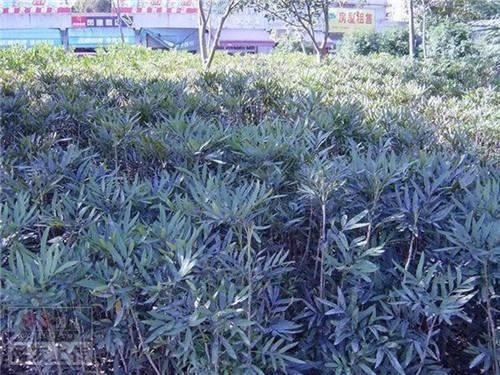 80种常见园林植物 · 景观设计师必知