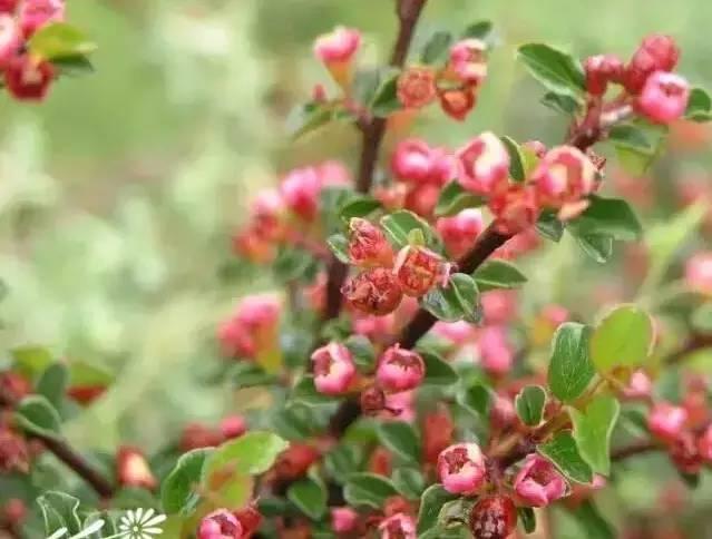 花境设计不用愁，国内60种热门花境植物汇总