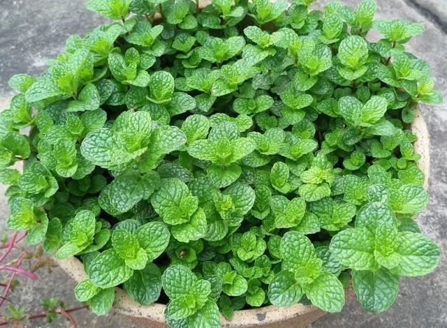 园林景观人必知的65种相克植物