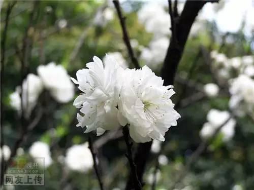 80种常见园林植物 · 景观设计师必知