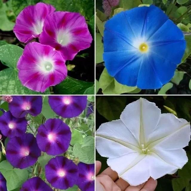 几种容易爬藤生长的观赏花卉，给足阳光，给点肥水就能开花