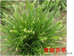 北方园林行业比较火的观赏草（一）