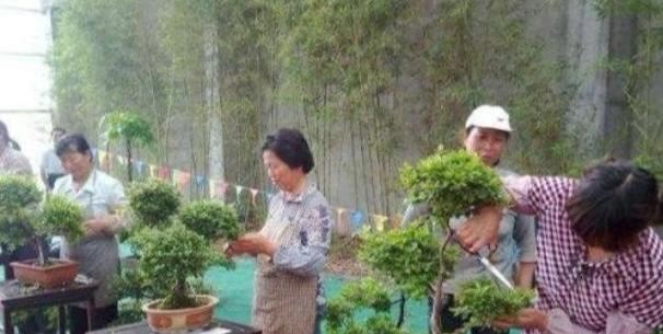 这是我见过最全的“盆景修剪”指南，以前不明白的重点，看完即会
