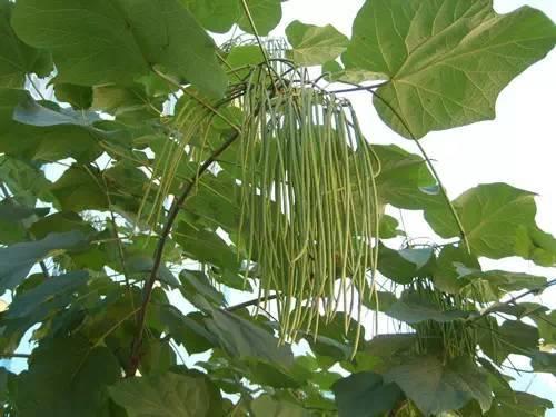 80种常见园林植物 · 景观设计师必知