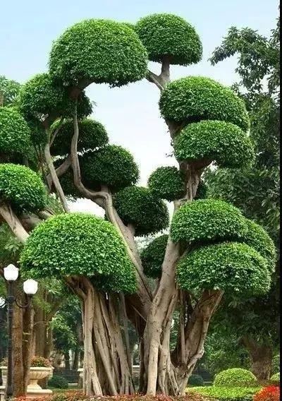 庭院的“主心骨”该怎么选择？