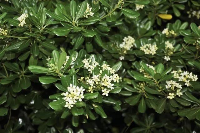 混合花境设计与种植建议！-园林景观干货