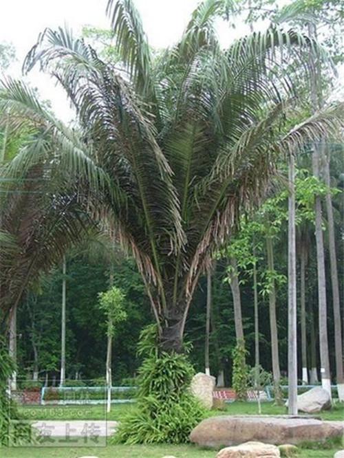 80种常见园林植物 · 景观设计师必知