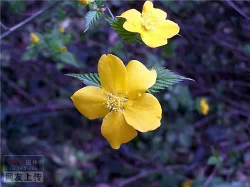 80种常见园林植物 · 景观设计师必知