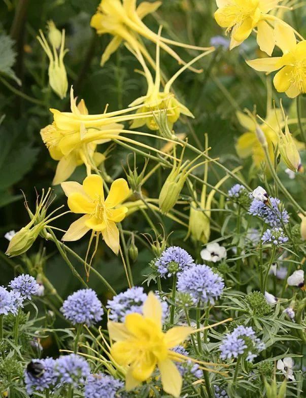 混合花境设计与种植建议！-园林景观干货