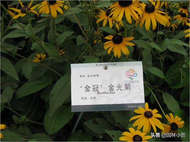 常见的花卉品种，你都认识吗？