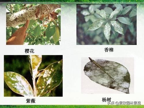 园林植物常见病虫害汇总（收藏篇），或许对你有用！持续更新