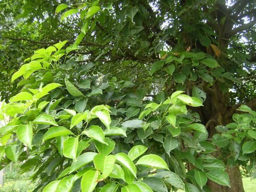 80种常见园林植物 · 景观设计师必知