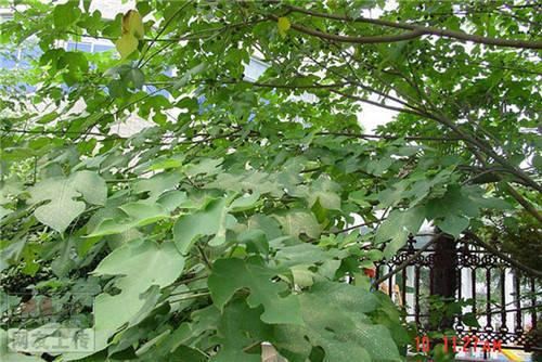 80种常见园林植物 · 景观设计师必知