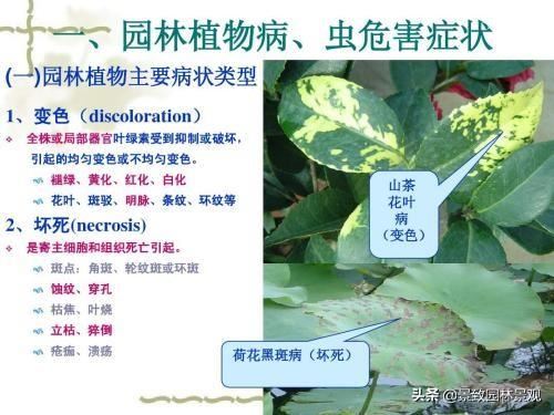 园林植物常见病虫害汇总（收藏篇），或许对你有用！持续更新