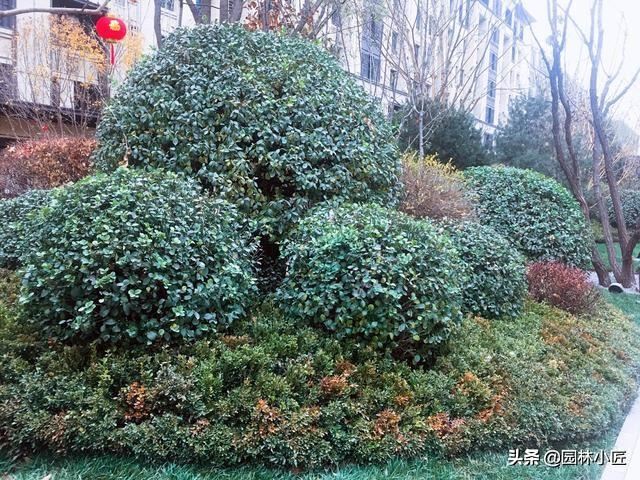 学习植物配置，这5方面植物观赏特性你必须要懂