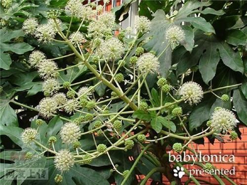 80种常见园林植物 · 景观设计师必知