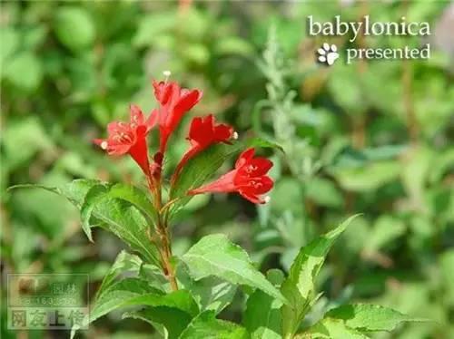 80种常见园林植物 · 景观设计师必知