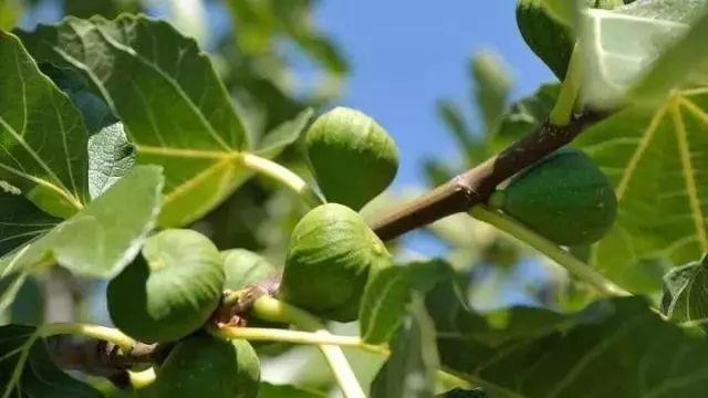 庭院的“主心骨”该怎么选择？