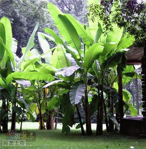 80种常见园林植物 · 景观设计师必知