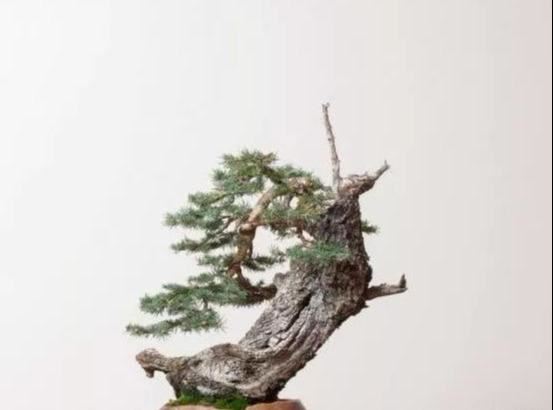 这是我见过最全的“盆景修剪”指南，以前不明白的重点，看完即会