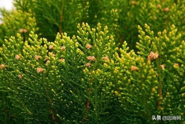 绿篱苗有很多种，但都没有这9种应用广泛