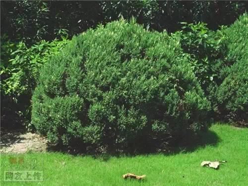80种常见园林植物 · 景观设计师必知