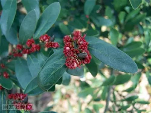 80种常见园林植物 · 景观设计师必知