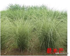 北方园林行业比较火的观赏草 | 高50-80厘米