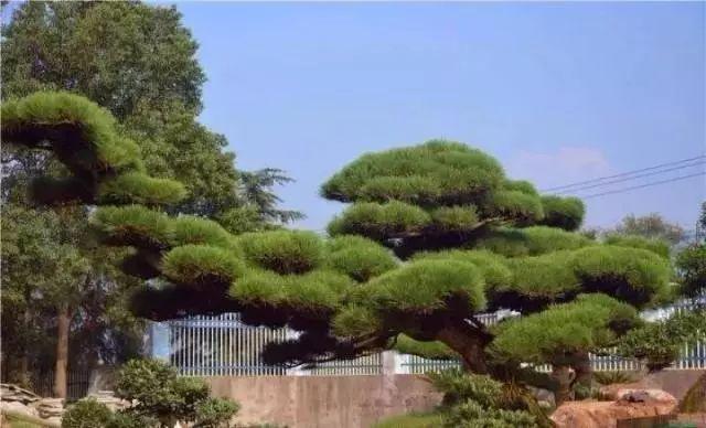 庭院的“主心骨”该怎么选择？
