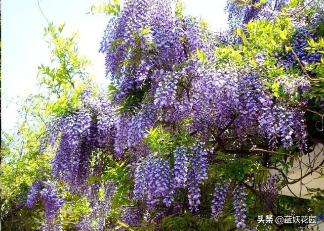 围栏围墙植物，就选这6种，好看防盗效果好
